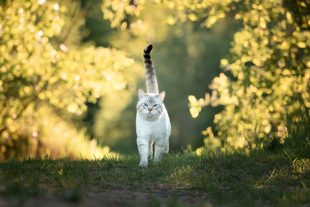 domestic cat walking through forest